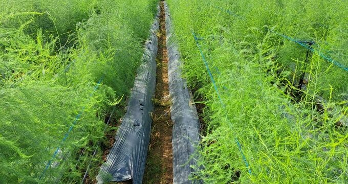 Ứng dụng công nghệ cao trồng măng tây xanh