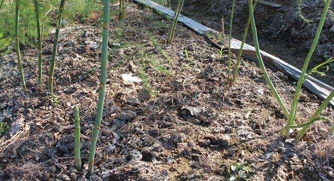 Đột phá trồng măng tây xanh, 8X thu tiền triệu mỗi ngày