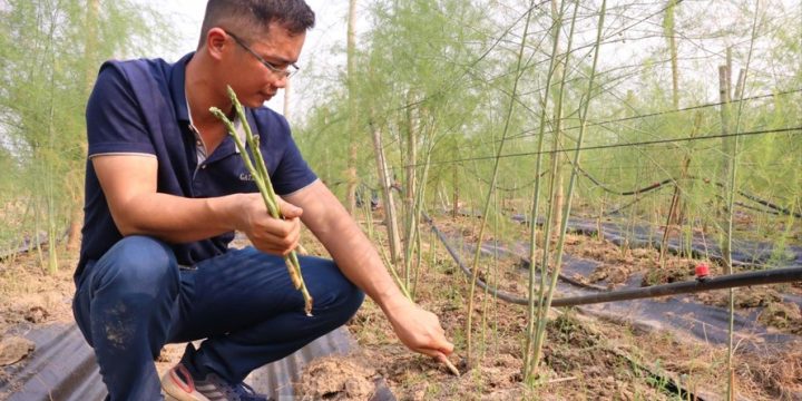 Kỹ sư công nghệ bỏ việc, trồng măng tây làm giàu