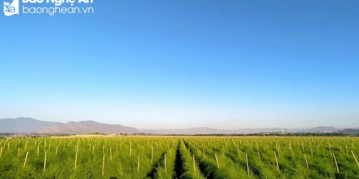 Cánh đồng măng tây xanh bạt ngàn của Tổng Công ty CP Vật tư nông nghiệp Nghệ An