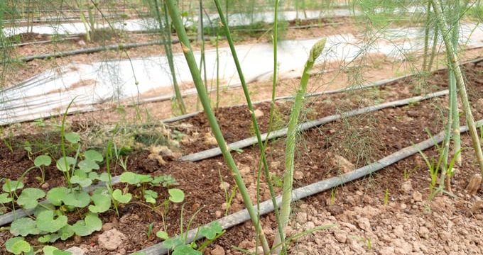 5 cách trồng măng tây bằng gốc, hạt trong chậu và thùng xốp