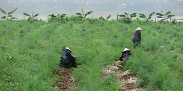 HTX nông nghiệp Sông Đà, Phú Thọ: Trồng măng tây giúp nâng cao giá trị kinh tế