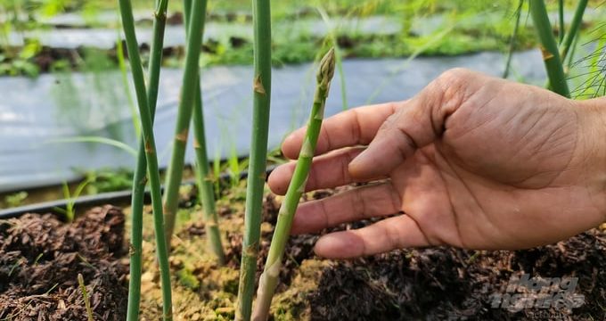 Người Chăm thôn Tuấn Tú đẩy mạnh trồng cây măng tây cho giá trị kinh tế cao